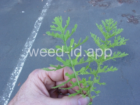 ragwort, tansy